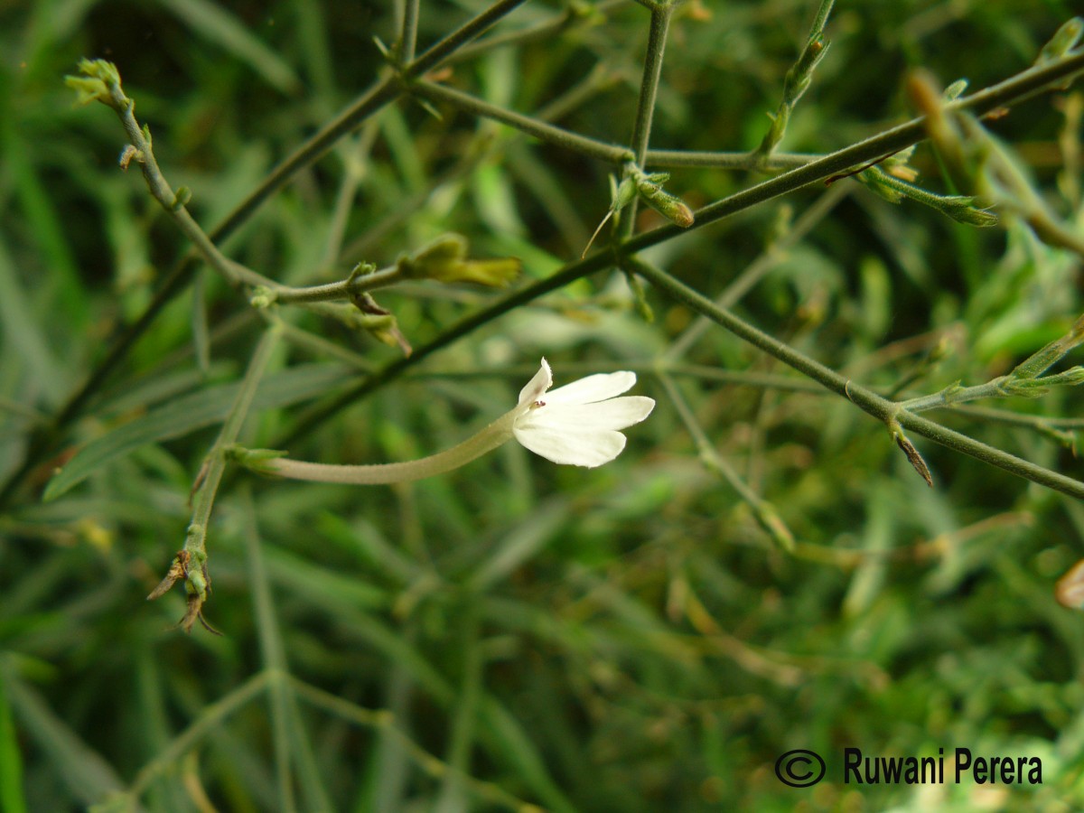 Rhinacanthus flavovirens Amaras. & Wijes.